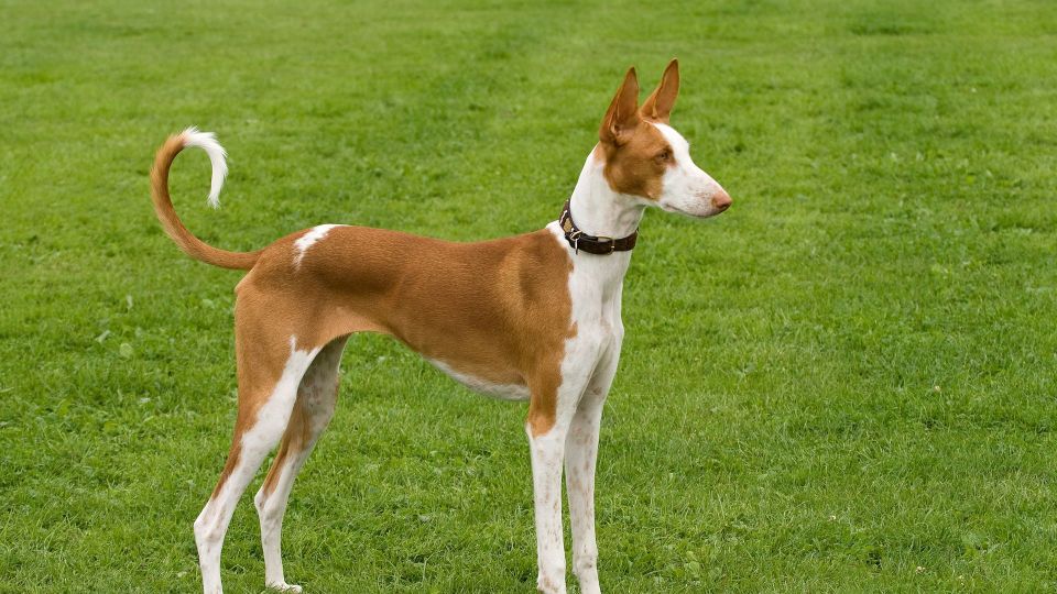 Ibizan Hound
